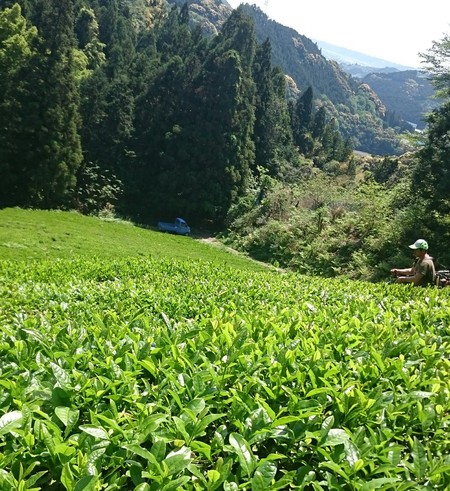 実生の畑で草取りや草刈りをしました。 実生の畑で草取りや草刈りをしました。