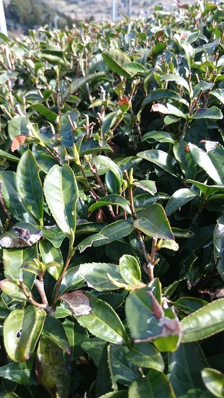 お茶の芽 お茶の芽
