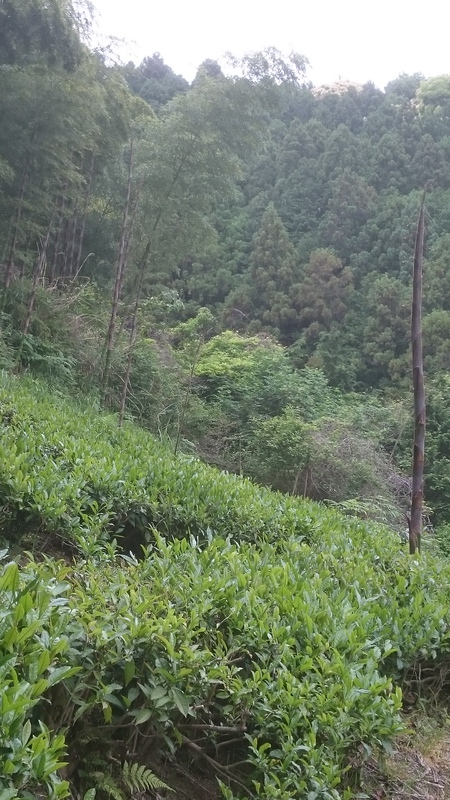 草取りをしました。 草取りをしました。