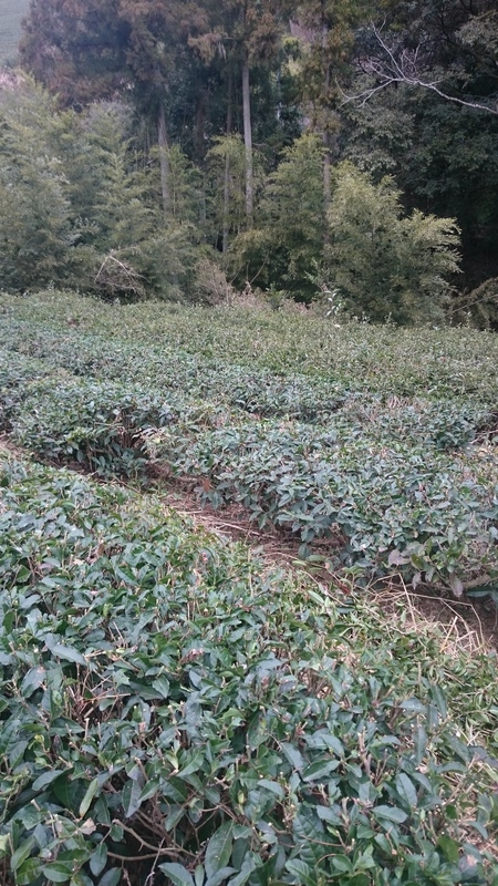 ならし(茶の木を整える作業)をしました。 ならし(茶の木を整える作業)をしました。
