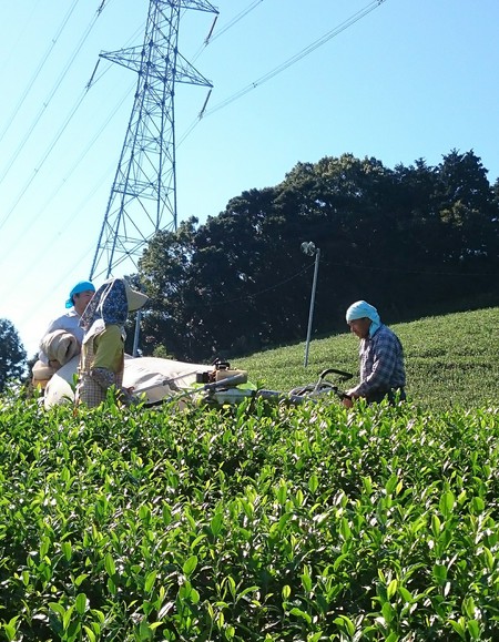 秋番茶の収穫をしました。 秋番茶の収穫をしました。