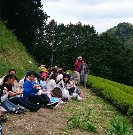太陽食品さんのお茶の芽摘みツアー 太陽食品さんのお茶の芽摘みツアー