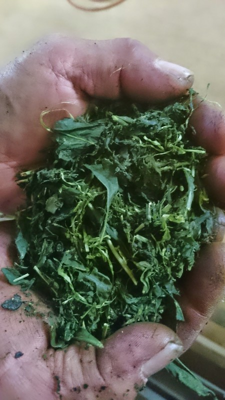 やぶきた用のお茶刈りをしました。 やぶきた用のお茶刈りをしました。