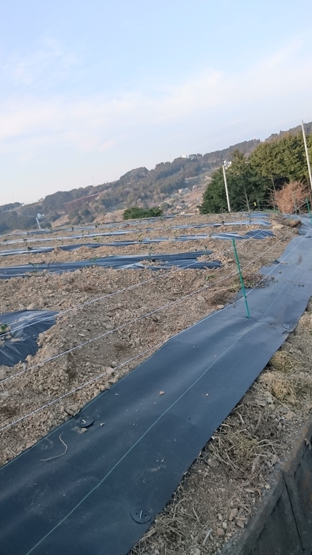 かなやみどりを植えました。 かなやみどりを植えました。