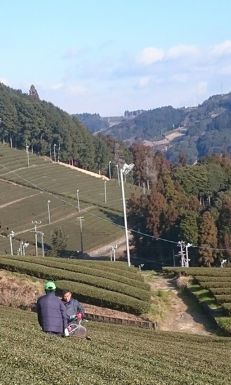 茶の木をならしています。 茶の木をならしています。