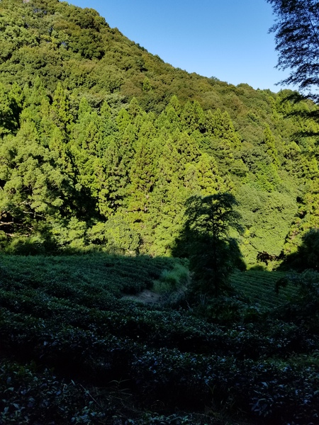 草取りをしました。 草取りをしました。