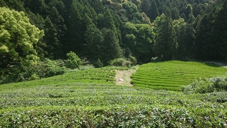 お茶刈りをしました。 お茶刈りをしました。