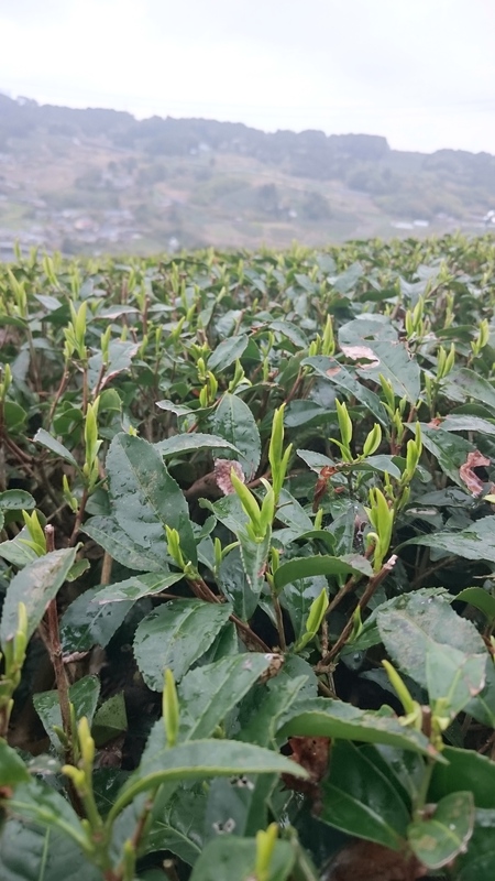お茶の芽も伸びています。 お茶の芽も伸びています。