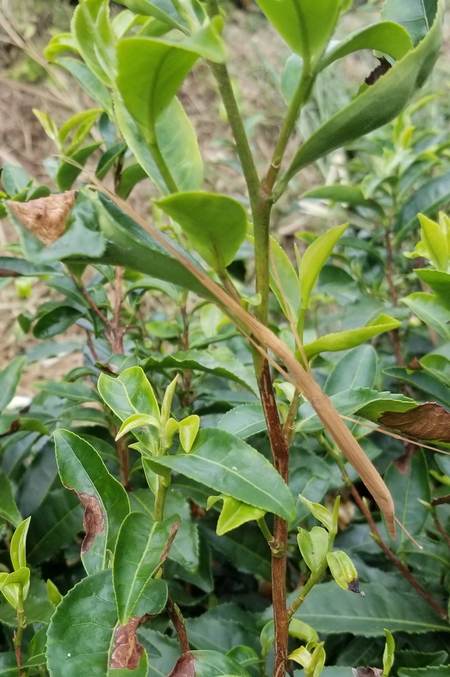大代の畑で草取り&草刈りをしました。 大代の畑で草取り&草刈りをしました。