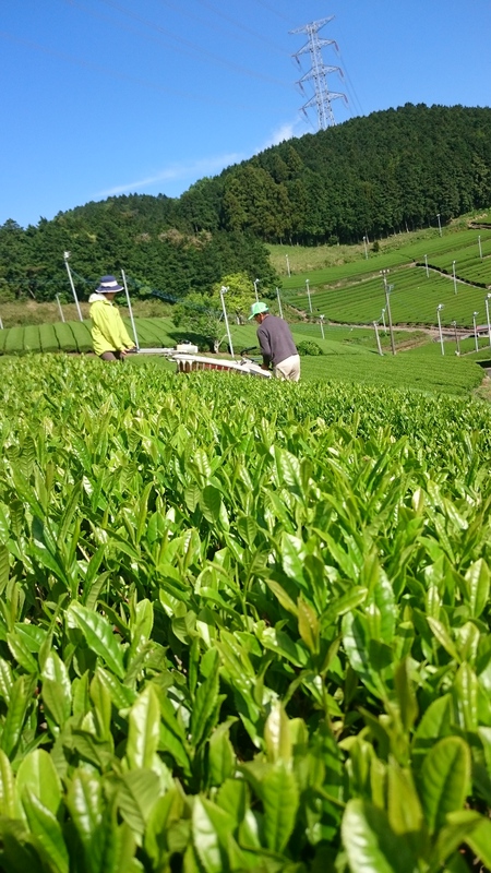 無肥料のお茶(やぶきた品種)が出来ました。 無肥料のお茶(やぶきた品種)が出来ました。