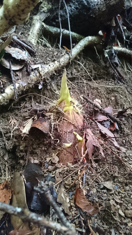 お茶の芽も伸びています。 お茶の芽も伸びています。