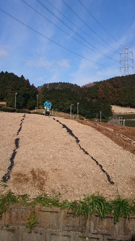 新しく茶の木を植える為の準備をしました。 新しく茶の木を植える為の準備をしました。