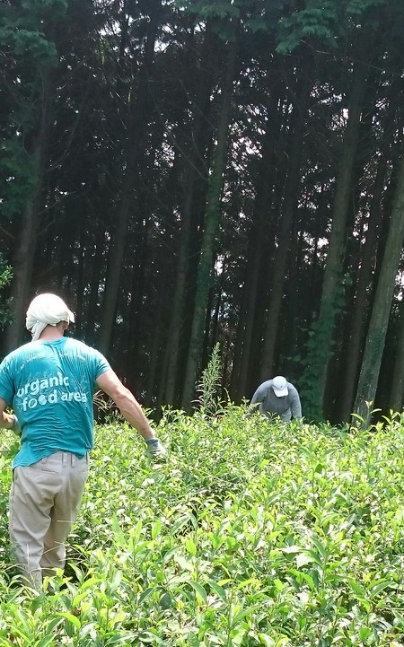 ボランティアさんと草取りをしました。 ボランティアさんと草取りをしました。