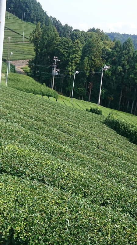 ならしをしました。 ならしをしました。