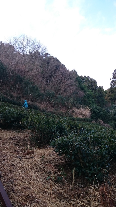 榛原にある畑で草取りしてます。 榛原にある畑で草取りしてます。