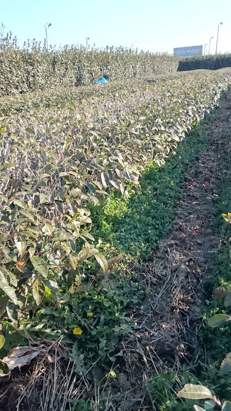 畑で草取りをしています。 畑で草取りをしています。