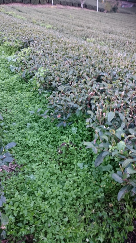 春の草が伸びてきました。 春の草が伸びてきました。