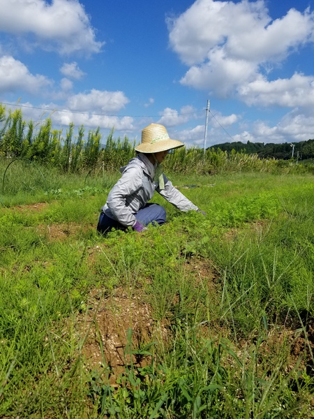 お姉ちゃんの野菜畑の草取りを手伝いました。 お姉ちゃんの野菜畑の草取りを手伝いました。