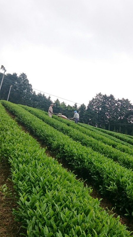お茶刈りしました。 お茶刈りしました。
