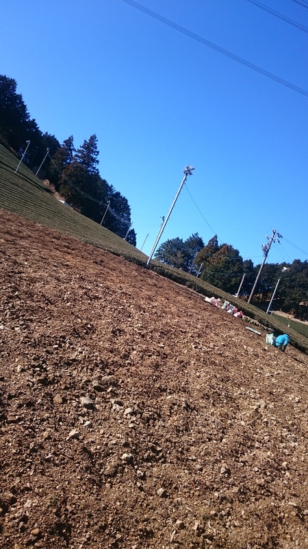 石拾いをしました。 石拾いをしました。