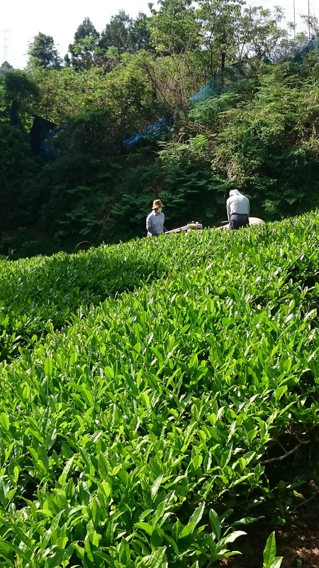 大代の畑をお茶刈りしました。 大代の畑をお茶刈りしました。
