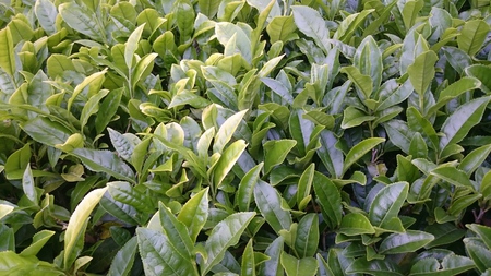 お茶刈り&揉んで仕上げまでしました。 お茶刈り&揉んで仕上げまでしました。