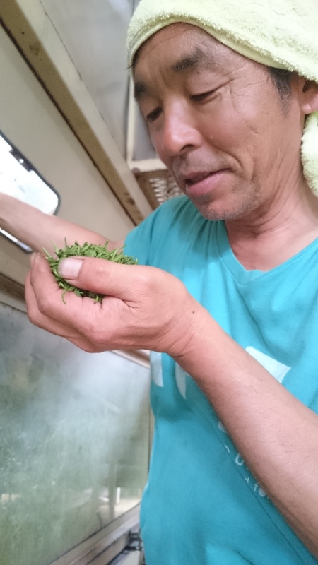 お茶を揉んでいます。 お茶を揉んでいます。