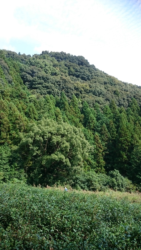 大代(おおじろ)の畑で蜂の巣発見‼ 大代(おおじろ)の畑で蜂の巣発見‼