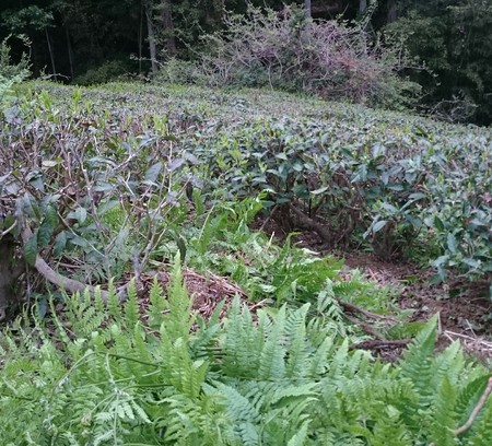 榛原にある茶畑がワラビ畑に! 榛原にある茶畑がワラビ畑に!
