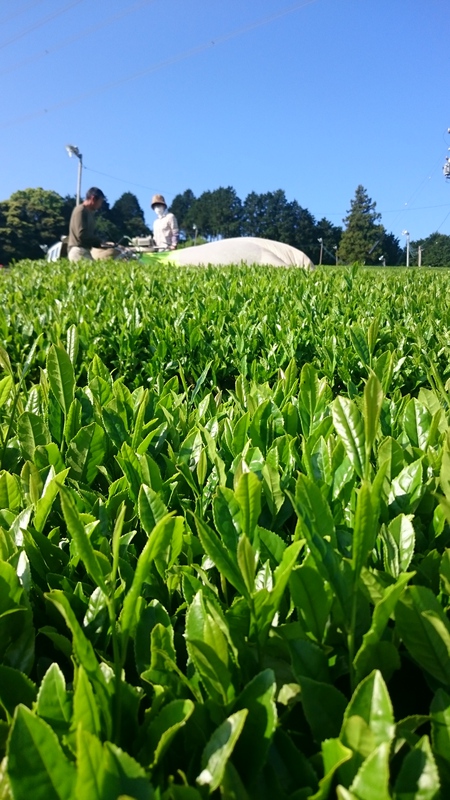 特選用のお茶と彩香のお茶を収穫しました。 特選用のお茶と彩香のお茶を収穫しました。