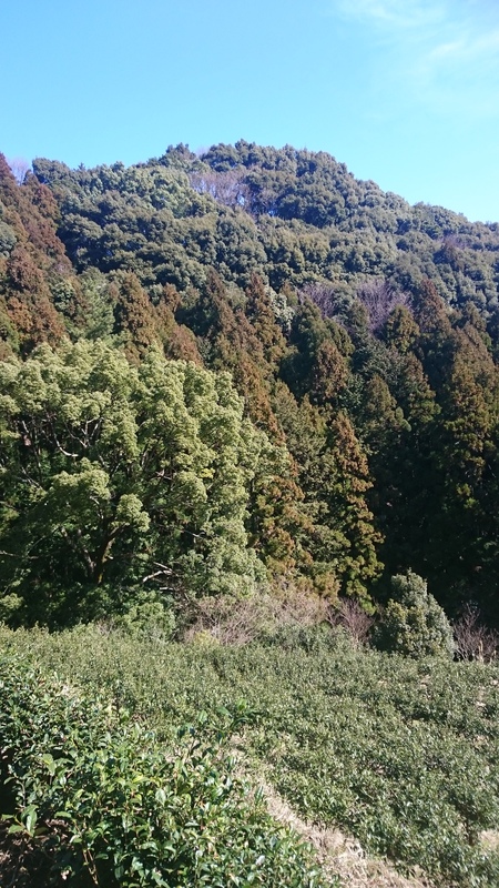ならし(茶の木を整える作業)をしています。 ならし(茶の木を整える作業)をしています。