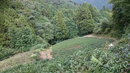 本日も草取りをしました。 本日も草取りをしました。