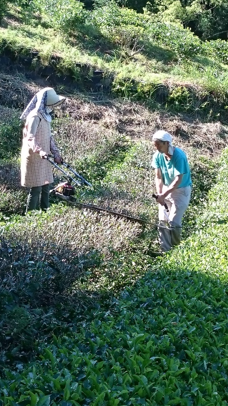 大代(おおじろ)にある畑で草刈りや台切りをしました。 大代(おおじろ)にある畑で草刈りや台切りをしました。