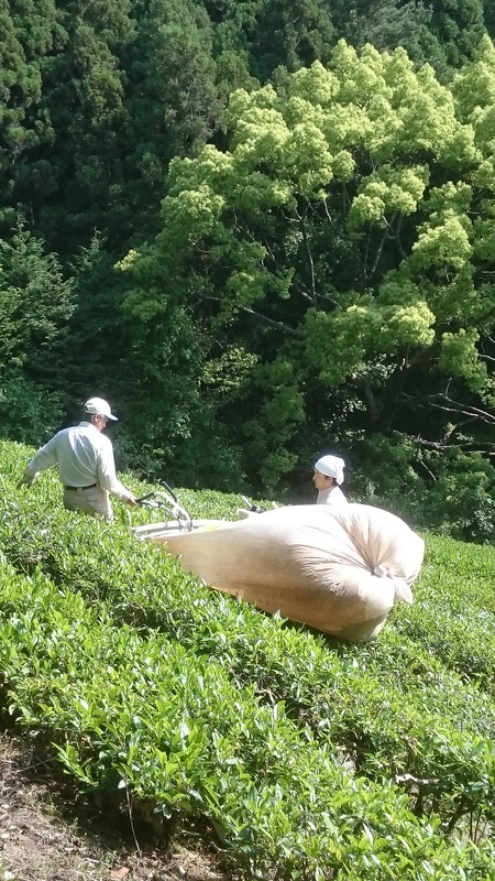 お茶刈りをしました。 お茶刈りをしました。