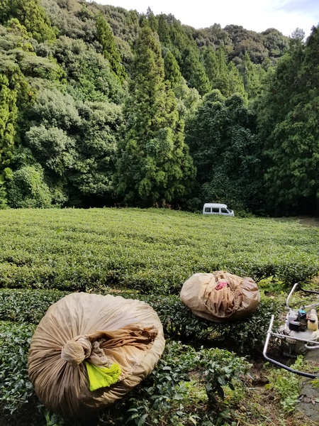 お茶刈りをしました。 お茶刈りをしました。