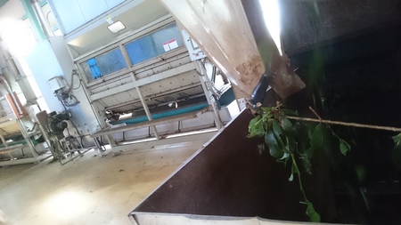 お茶を蒸したり揉んだりしています。 お茶を蒸したり揉んだりしています。
