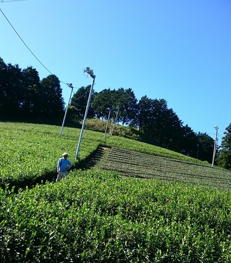 今日もならしをしました。 今日もならしをしました。