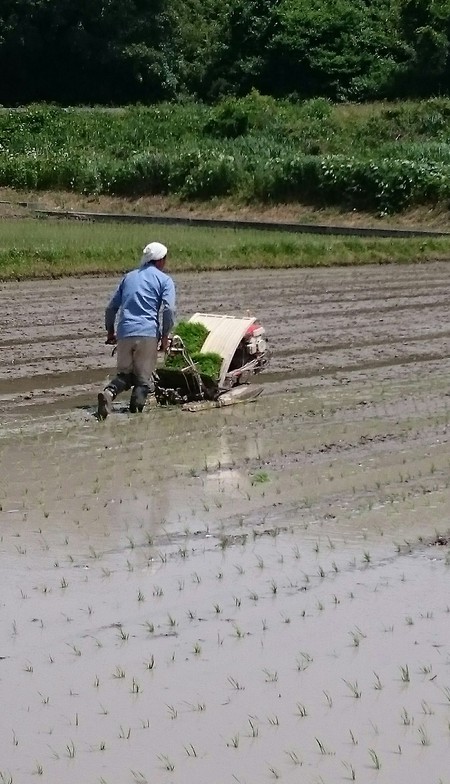 田植えしてます。 田植えしてます。