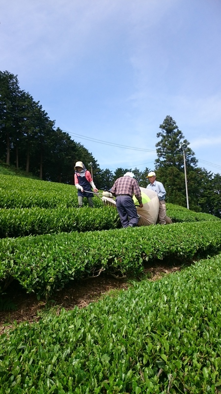 お茶刈りをしました。 お茶刈りをしました。