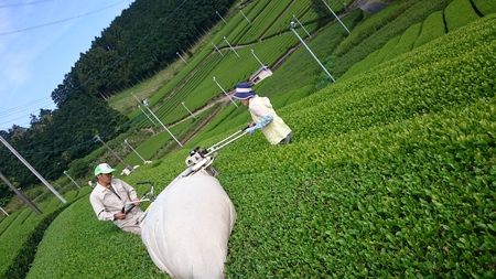 お茶刈りスタートしました♪ お茶刈りスタートしました♪