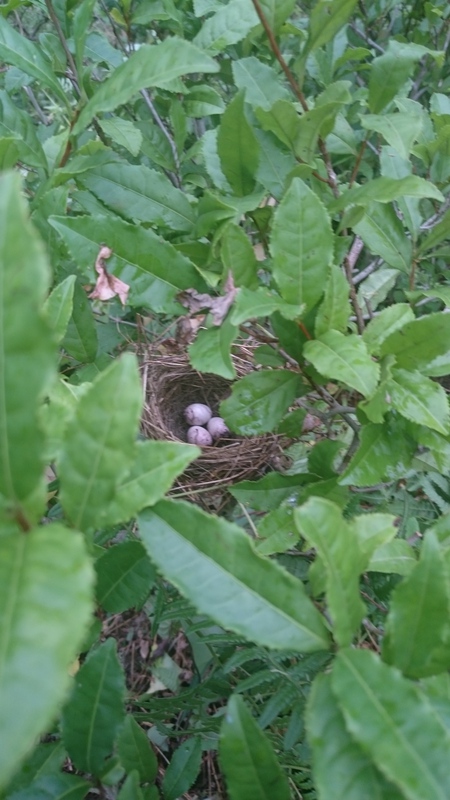 鳥さんの小さな巣を見つけました。 鳥さんの小さな巣を見つけました。