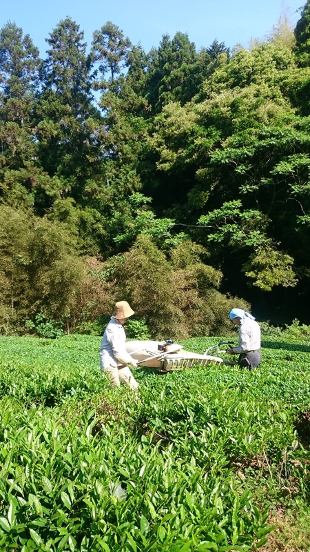 榛原にある畑のお茶刈りをしました。 榛原にある畑のお茶刈りをしました。