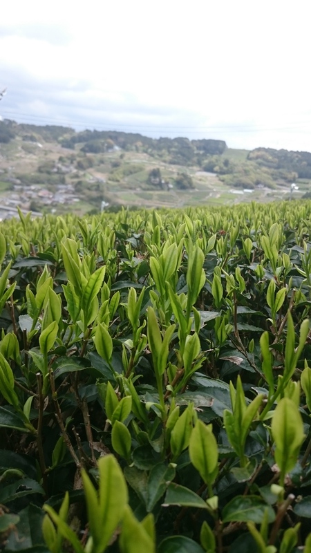 お茶の芽。 お茶の芽。