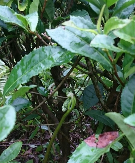 草刈りや草取りを少ししました。 草刈りや草取りを少ししました。