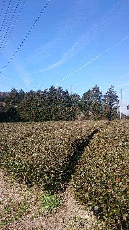 ならしをしました。 ならしをしました。