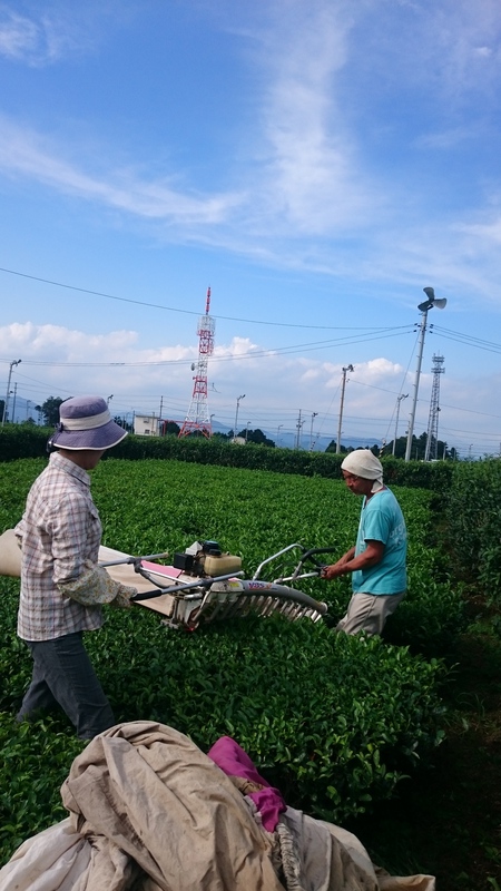 お茶刈りをしました。 お茶刈りをしました。