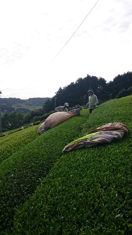 お茶刈りスタートしました♪ お茶刈りスタートしました♪