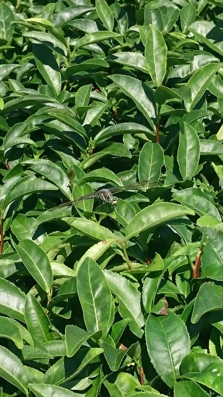 草取りしてます。 草取りしてます。