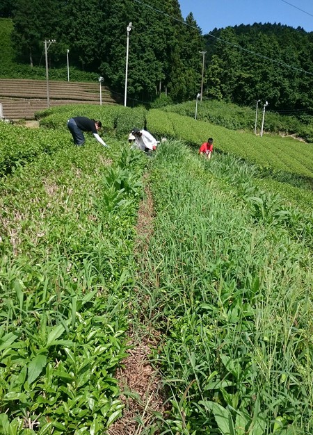ボランティアさんと草取りしました。 ボランティアさんと草取りしました。
