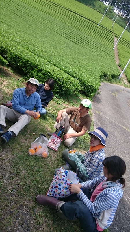 お茶刈りをして揉みに入りました。 お茶刈りをして揉みに入りました。